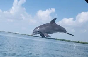 Jumping Dolphin For A Wildlife Safari In Miami