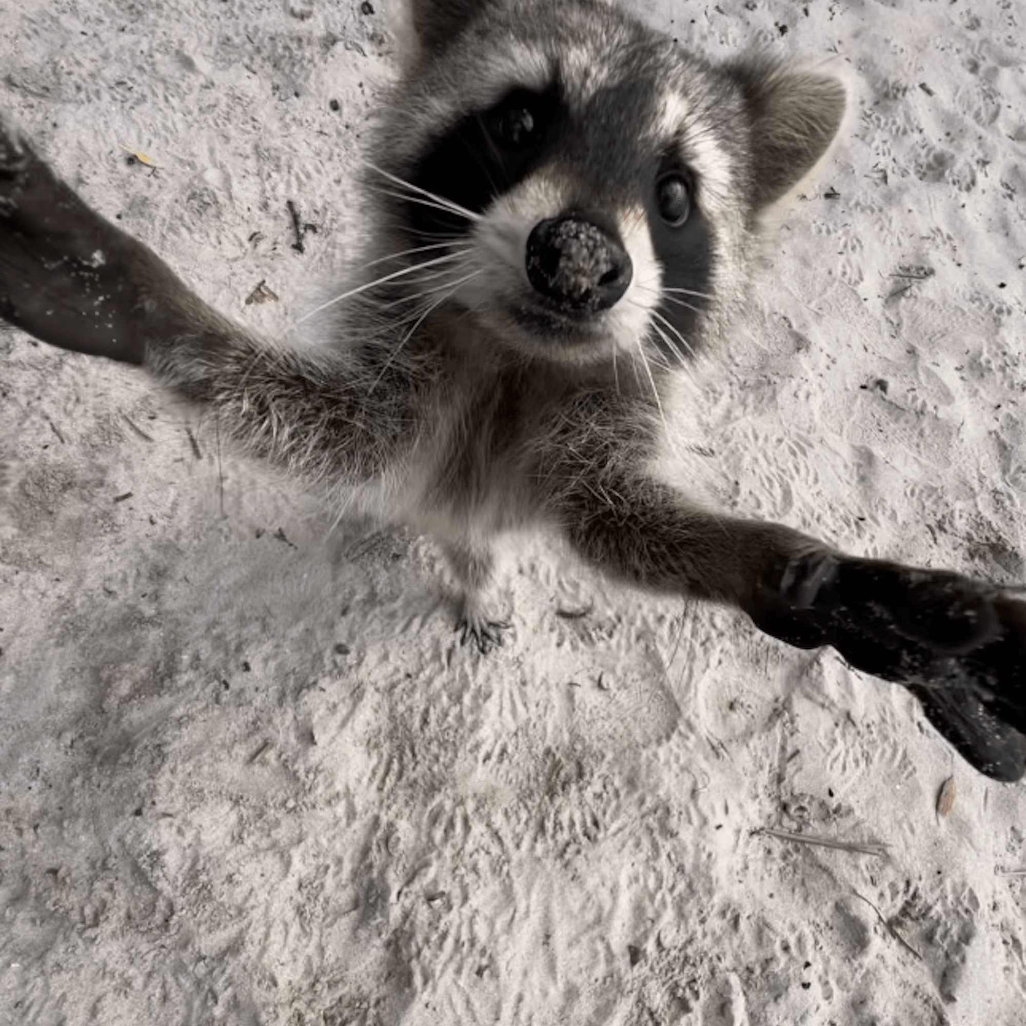 Explore Raccoon Island With Aquarius Boat Rental Miami Explore Raccoon Island With Aquarius Boat Rental Miami
