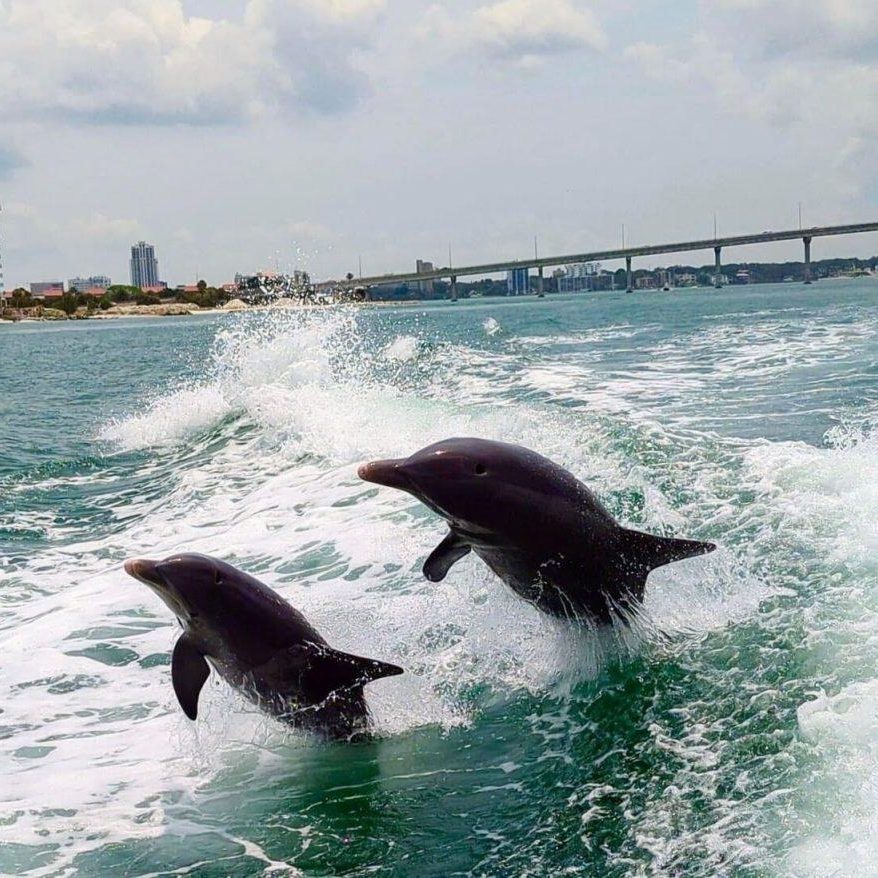 As_1737836602_Miami-Sightseeing-Boat-Tour-Seeing-Dolphins-2025-1.Jpeg As_1737836602_Miami-Sightseeing-Boat-Tour-Seeing-Dolphins-2025-1.Jpeg