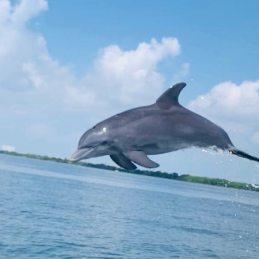 Best Boat Rentals For To Sitesee Dolphines, Manatees, Raccoons, Fish And More! Sightsee Dolphins, Manatees And Racoon Aboard A Pristine Vessel In Miami Beach, Fl - Aquarius Boat Rentals