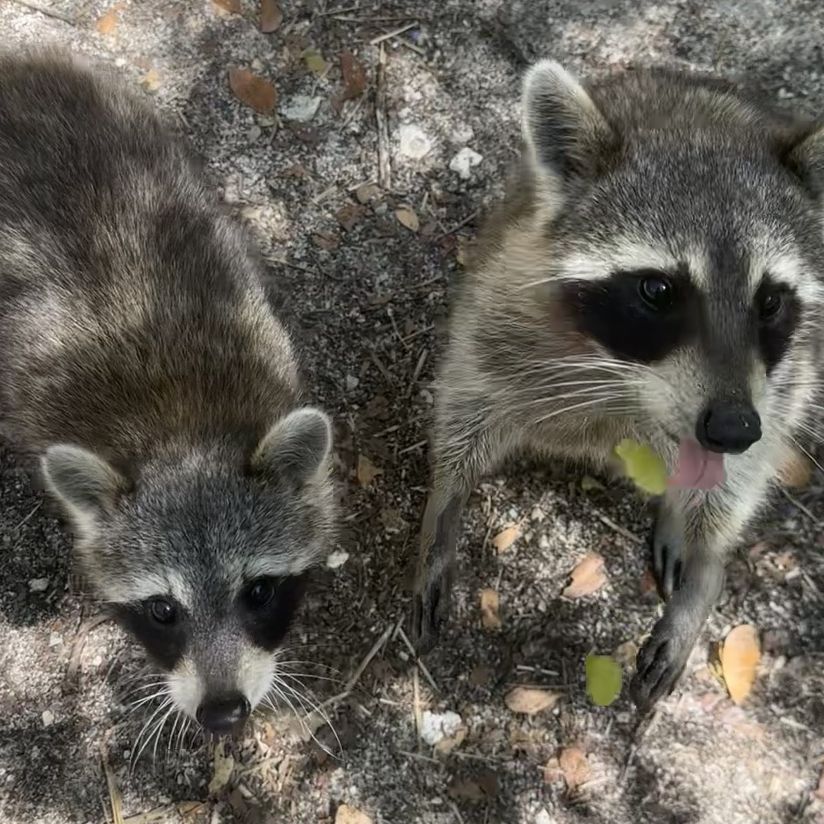 Discover Raccoon Island In Miami And Explore With The Expert Team